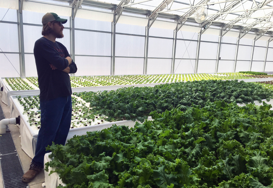 温室里的水培农民